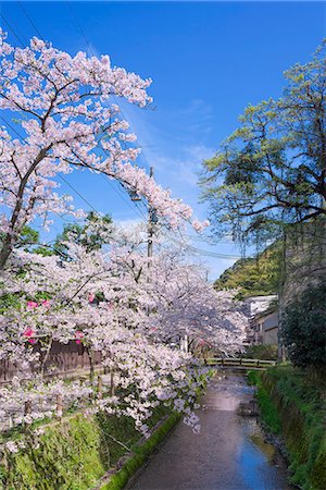 simsearch:855-06314305,k - Cherry blossoms (Sakura) on Otani river, Kinosaki Onsens (Hot springs) in spring. Kinosaki Hyogo Prefecture, Kansai, Japan Stock Photo - Rights-Managed, Code: 855-08420935