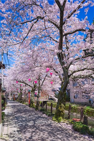 simsearch:855-06314305,k - Cherry blossoms (Sakura) on Otani river, Kinosaki Onsens (Hot springs) in spring. Kinosaki Hyogo Prefecture, Kansai, Japan Stock Photo - Rights-Managed, Code: 855-08420940