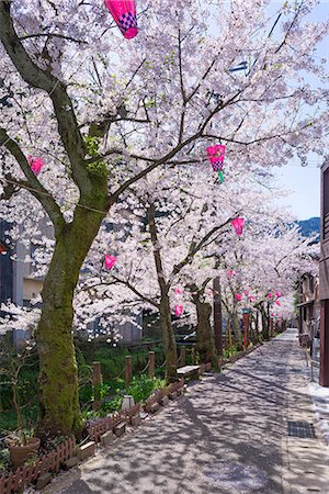 east asia places - Cherry blossoms (Sakura) on Otani river, Kinosaki Onsens (Hot springs) in spring. Kinosaki Hyogo Prefecture, Kansai, Japan Stock Photo - Rights-Managed, Code: 855-08420941