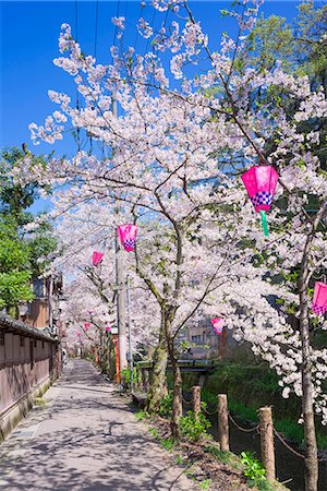 Cherry blossoms (Sakura) on Otani river, Kinosaki Onsens (Hot springs) in spring. Kinosaki Hyogo Prefecture, Kansai, Japan Stockbilder - Lizenzpflichtiges, Bildnummer: 855-08420942