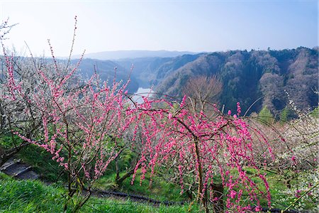 plum blossom - Full bloom of plum blossom, Plum Orchard of Tsukigase(Tsukigase bailin),Tsukigase village, Nara Prefecture. Japan Stock Photo - Rights-Managed, Code: 855-08536253