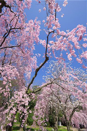 Full bloom Cherry blossom, Nijo castle(Nijo-jo), Kyoto, Japan Stock Photo - Rights-Managed, Code: 855-08536269