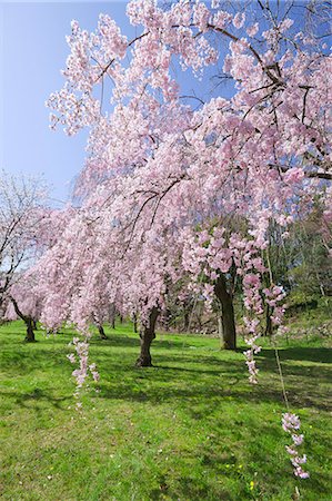 Full bloom Cherry blossom, Nijo castle(Nijo-jo), Kyoto, Japan Stock Photo - Rights-Managed, Code: 855-08536270