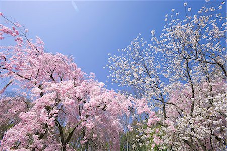 Full bloom Cherry blossom, Nijo castle(Nijo-jo), Kyoto, Japan Stock Photo - Rights-Managed, Code: 855-08536271
