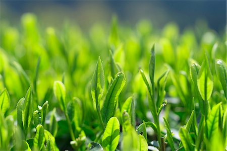 Shoots of the tea leaves, Tea plantation of Green tea(Uji-cha), Ujitawara, Kyoto Prefecture, Japan Stockbilder - Lizenzpflichtiges, Bildnummer: 855-08536284