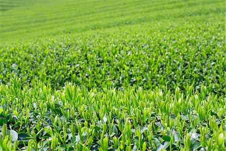 Shoots of the tea leaves, Tea plantation of Green tea(Uji-cha), Ujitawara, Kyoto Prefecture, Japan Stockbilder - Lizenzpflichtiges, Bildnummer: 855-08536282