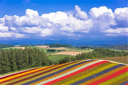 patchwork - The beautiful hills of pattern on Shikisai-no-oka (Shikisai hill), Biei, Hokkaido, Japan Stock Photo - Rights-Managed, Code: 855-08781645