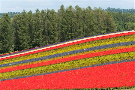The beautiful hills of pattern on Shikisai-no-oka (Shikisai hill), Biei, Hokkaido, Japan Stock Photo - Rights-Managed, Code: 855-08781649