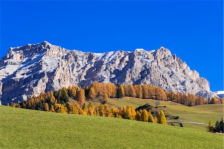 foglie d'autunno - Autumn larch colours at Dolomiti Alps, Dolomites, Italy Fotografie stock - Rights-Managed, Codice: 855-08781657