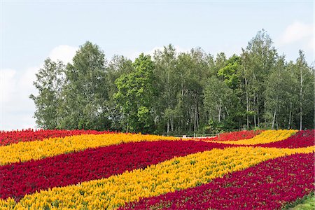 flowers in landscape not edited - The beautiful hills of pattern on Shikisai-no-oka (Shikisai hill), Biei, Hokkaido, Japan Foto de stock - Con derechos protegidos, Código: 855-08781650