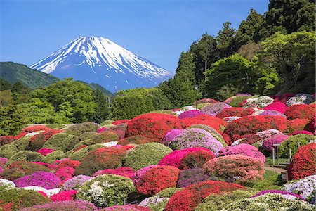 Mt. Fuji and the full bloom garden of Azalea, Hakone, Kanagawa Prefecture, Japan Foto de stock - Con derechos protegidos, Código: 855-08781664