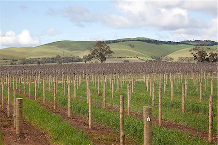 Jacobs Creek winery, Rowland Flat, Barossa Valley, South Australia Foto de stock - Con derechos protegidos, Código: 855-09135043