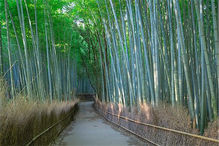 piste - Bamboo groove, Sagano, Arashiyama, Kyoto, Japan Foto de stock - Con derechos protegidos, Código: 855-09135058