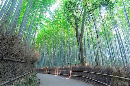 path fall tree - Bamboo groove, Sagano, Arashiyama, Kyoto, Japan Stock Photo - Rights-Managed, Code: 855-09135060