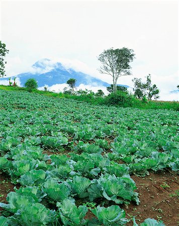 plantations in southeast asia - Cabbage Farm Foto de stock - Con derechos protegidos, Código: 855-02987447