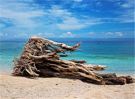 panglao island - Un tronc d'arbre desséché sur la plage Photographie de stock - Rights-Managed, Code: 855-02987596