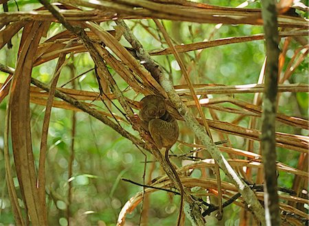 Tarsier, the world's smallest primate Foto de stock - Con derechos protegidos, Código: 855-02987658