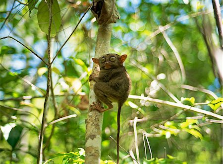 Tarsier, the world's smallest primate Foto de stock - Con derechos protegidos, Código: 855-02987659