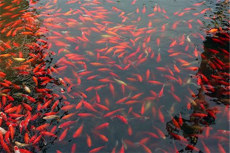 Carp pond at Yu Yuan, Shanghai Stock Photo - Rights-Managed, Code: 855-02988393