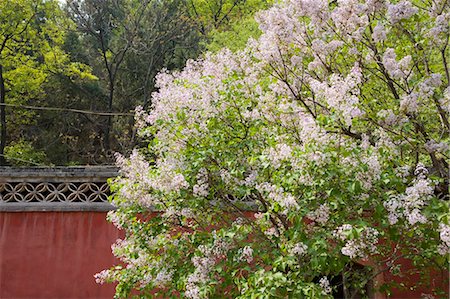 Flower blossoms at Tanzhesi Temple, Beijing environs, China Stock Photo - Rights-Managed, Code: 855-02989190