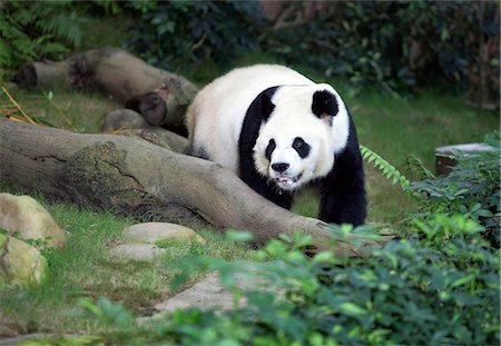 panda bear - Giant Panda Habitat in Ocean Park, Hong Kong Stock Photo - Rights-Managed, Code: 855-02989573