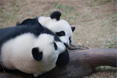 simsearch:855-03024271,k - Le Hong Kong Jockey Club grand Panda Habitat, Ocean Park, Hong Kong Photographie de stock - Rights-Managed, Code: 855-03024255