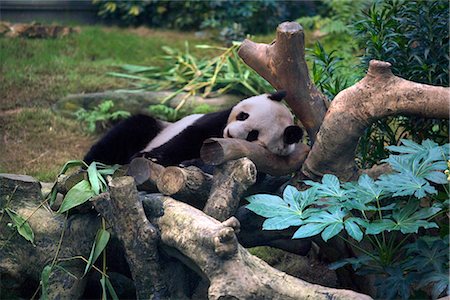 simsearch:855-03024271,k - Le Hong Kong Jockey Club grand Panda Habitat, Ocean Park, Hong Kong Photographie de stock - Rights-Managed, Code: 855-03024253