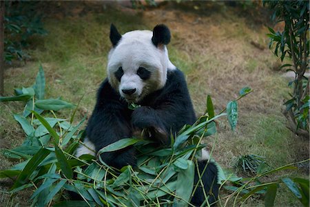 simsearch:855-03024271,k - Le Hong Kong Jockey Club grand Panda Habitat, Ocean Park, Hong Kong Photographie de stock - Rights-Managed, Code: 855-03024260