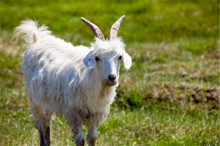 prairie animal - Cashmere goat,Wulumuqi,Xinjiang Uyghur autonomy district,Silk Road,China Stock Photo - Rights-Managed, Code: 855-03024761