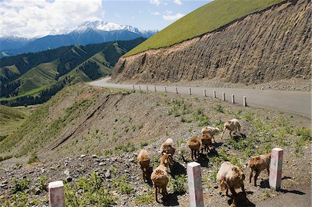 Moutons au bord de la route, Nanshan ranch, Wulumuqi, district d'autonomie Xinjiang Uyghur, route de la soie, Chine Photographie de stock - Rights-Managed, Code: 855-03024785