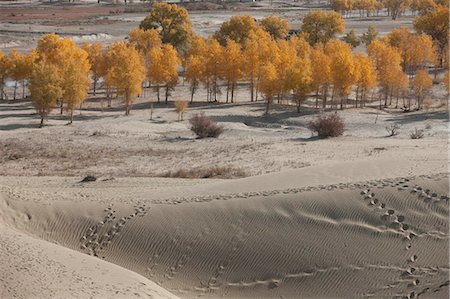 provincia di xinjiang - Autumn tint of Huyang trees in sand dunes at Village of Lopnor people,Kuerle (Korla),Xinjiang,China Fotografie stock - Rights-Managed, Codice: 855-03026466