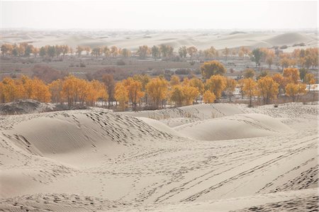 provincia di xinjiang - Autumn tint of Huyang trees in sand dunes at Village of Lopnor people,Kuerle (Korla),Xinjiang,China Fotografie stock - Rights-Managed, Codice: 855-03026469