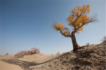 provincia di xinjiang - Autumn tint of Huyang trees in sand dunes at Village of Lopnor people,Kuerle (Korla),Xinjiang,China Fotografie stock - Rights-Managed, Codice: 855-03026477