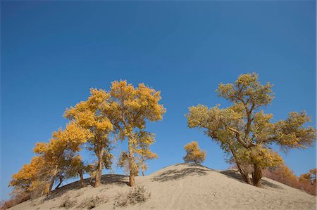provincia di xinjiang - Autumn tint of Huyang trees in sand dunes at Village of Lopnor people,Kuerle (Korla),Xinjiang,China Fotografie stock - Rights-Managed, Codice: 855-03026478