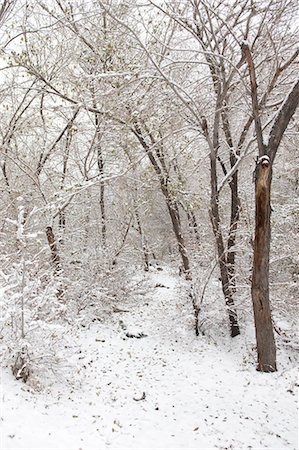 Hongshan Park dans la neige, Wulumuqi (Urumqi), Xinjiang, Chine Photographie de stock - Rights-Managed, Code: 855-03026580