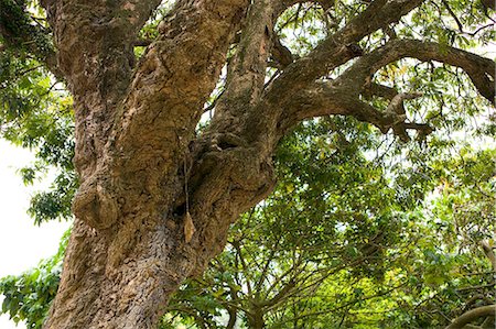 Arbre, Lamma Island, Hong Kong Photographie de stock - Rights-Managed, Code: 855-03021875