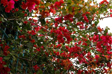 Bougainvilliers, Lamma Island, Hong Kong Photographie de stock - Rights-Managed, Code: 855-03021881