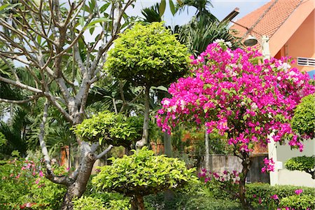Garden,Vietnam Stock Photo - Rights-Managed, Code: 855-03021983