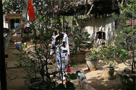 dog island - A vietnames woman walking in village on Cu Lao Thai Son Island,Vietnam Foto de stock - Con derechos protegidos, Código: 855-03022008