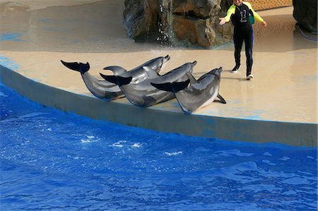 simsearch:855-02989079,k - The dolphin show at Ocean Theatre,Ocean Park,Hong Kong Foto de stock - Direito Controlado, Número: 855-03022235