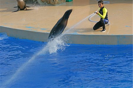 simsearch:855-02985793,k - The sealion show at Ocean Theatre,Ocean Park,Hong Kong Foto de stock - Con derechos protegidos, Código: 855-03022236