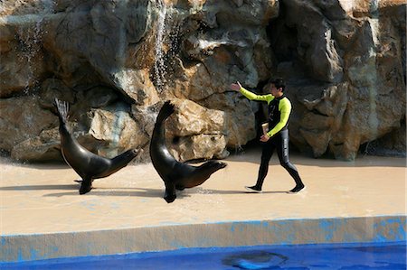 simsearch:855-02989079,k - The dolphin show at Ocean Theatre,Ocean Park,Hong Kong Foto de stock - Direito Controlado, Número: 855-03022293