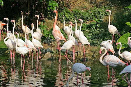 simsearch:855-03024285,k - Flamingo pond,Ocean Park,Hong Kong Stock Photo - Rights-Managed, Code: 855-03022302