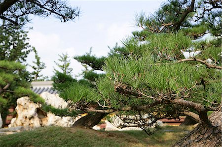 simsearch:855-03022608,k - Pine tree at Chi Lin Nunnery Garden,Diamond Hill,Hong Kong Foto de stock - Con derechos protegidos, Código: 855-03022570