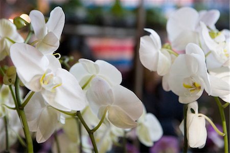 Flower market for celebrating the Chinese new year,Hong Kong Stock Photo - Rights-Managed, Code: 855-03023074