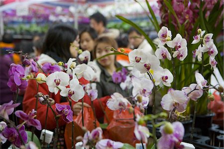 People shopping at flower market for celebrating the Chinese new year,Hong Kong Stock Photo - Rights-Managed, Code: 855-03023070