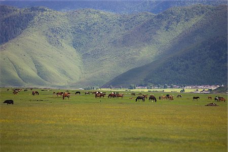 shangri la china - Horse grazing in meadow,Shangri-La,China Stock Photo - Rights-Managed, Code: 855-03023392