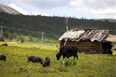 Yak and pigs grazing in Jiasheng grassland,Blue Moon Valley,Shangri-la,China Foto de stock - Con derechos protegidos, Código: 855-03023495