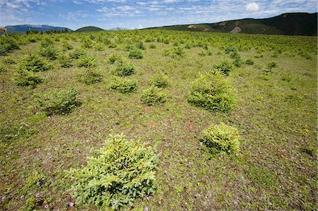 Meadow of highland nearby the Songzanlin Temple,Shangri-La,China Stock Photo - Rights-Managed, Code: 855-03023608