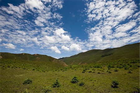 Meadow of highland nearby the Songzanlin Temple,Shangri-La,China Stock Photo - Rights-Managed, Code: 855-03023615